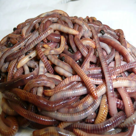 Country Bait · 1 Pound of Large Red Worms (European Nightcrawlers)