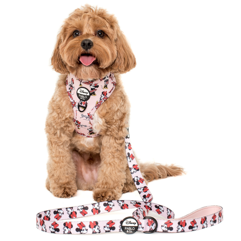 disney dog leash and collar