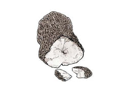 Champignon Poria Coco illustration Shikohin