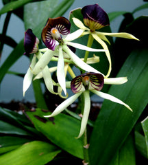 Field Trip to the Conservatory of Flowers