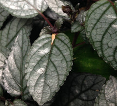 Field Trip to the Conservatory of Flowers