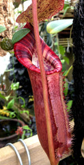 Field Trip to the Conservatory of Flowers