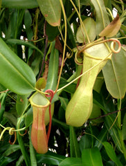 Field Trip to the Conservatory of Flowers