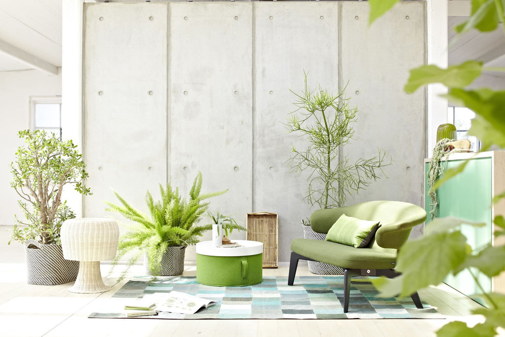 Lush Green House Plants Bring The Outdoors In