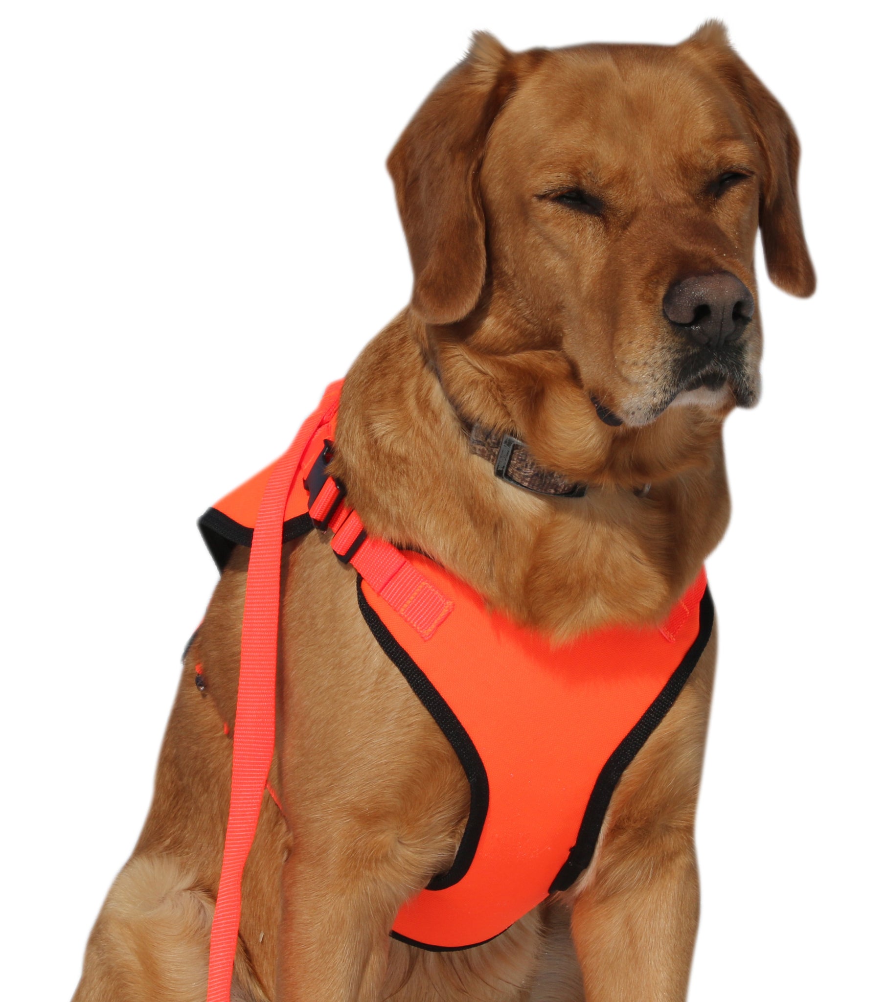 Duty Apparel Hi Vis Dog Vest – On Duty Equipment