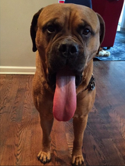 Conor Dwyer's dog