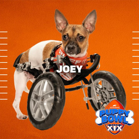 Joey puppy - team ruff