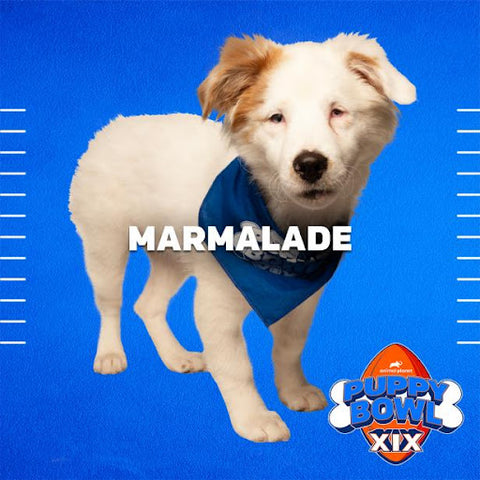 Marmalade puppy - TEAM FLUFF