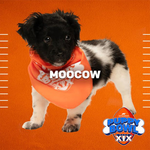 Moocow puppy - TEAM RUFF