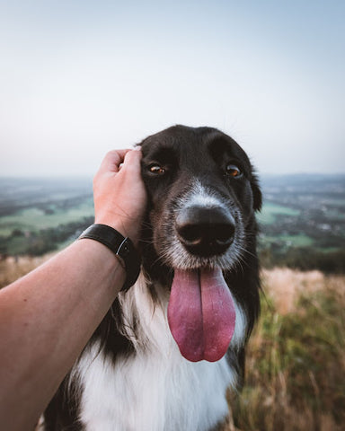 dog selfie with dog tongue out