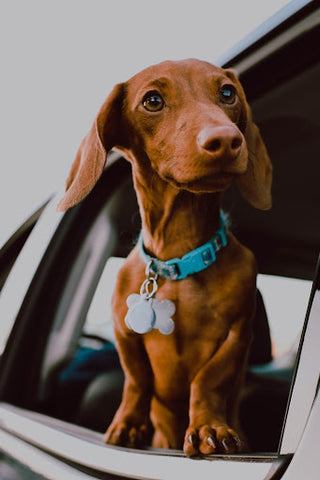 dog hanging out the window of the car