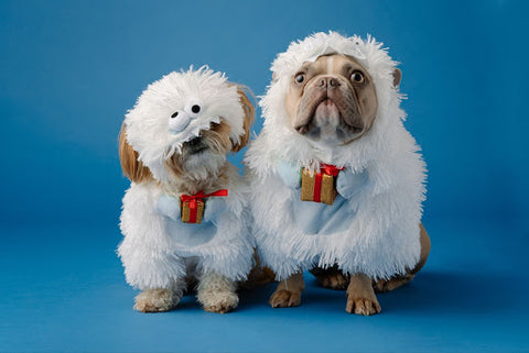 two dogs dressed in costumes