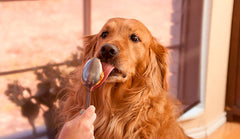 Dog licking peanut butter - xylitol toxicity