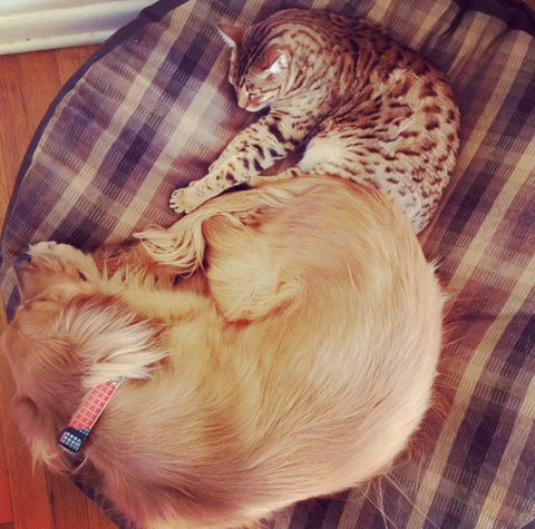 dog and cat sleeping next to each other
