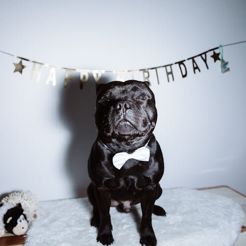 black bully dog happy birthday