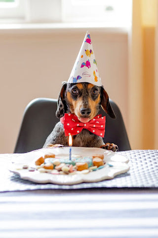 dachshund wearing bow tie and birthday hat 