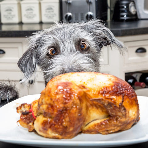 Dog looking at cooked turkey