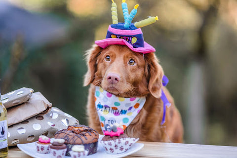 dog celebrating birthday