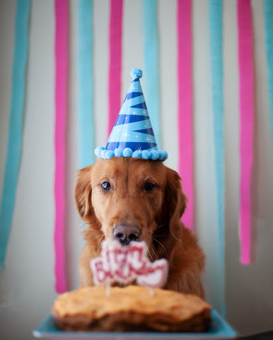 dog in birthday hat with birthday cake