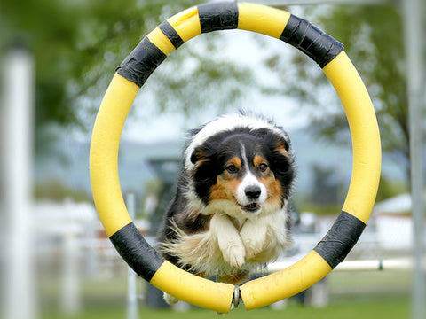 Dog training and jumping through hoop agility