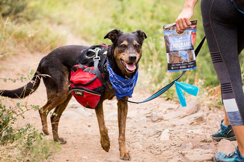dog hiking with smart cookie endurance treats