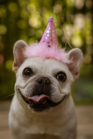 frenchie dog in pink birthday hat