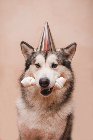 husky holding bone in mouth for birthday