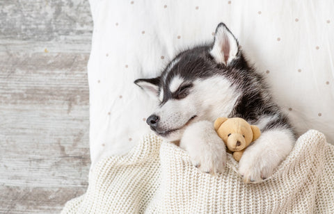 puppy gift box