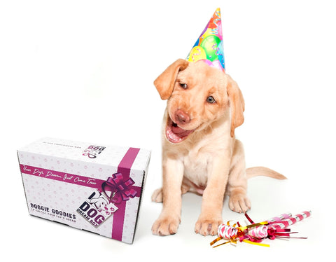 Dog Birthday gift box