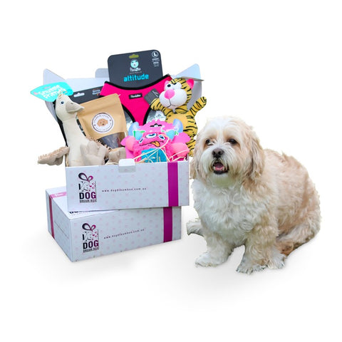 Dog Dream Box - Dog Subscription Box, Dog Toys, Dog Treats & Dog Accessories