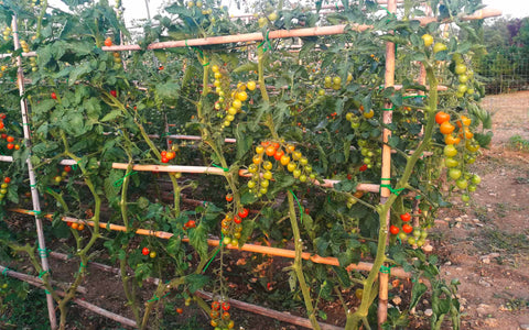 macerato di pomodoro solanina solanacee antiparassitario antifungino contro afidi acari cocciniglia oidio peronospora mal bianco funghi malattie insetti parassiti orto giardino garden gardening gardener giardinaggio giardiniere vegetable garden horticulture orticoltura ortaggi bio biologico italygreenlife fertilizzante concime