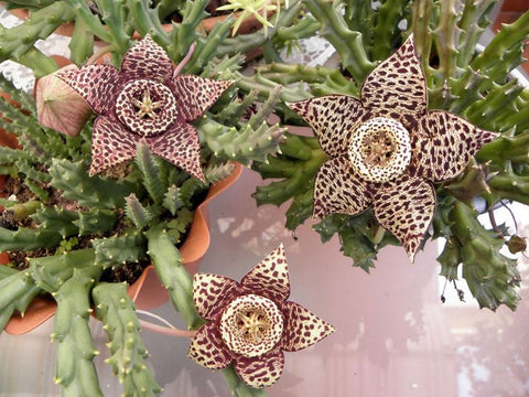 stapelia pianta grassa succulenta pendente cadente plants succulents garden gardening gardener giardino casa appartamento terrazzi balconi home decor piante ornamentali pianta grassa fat plants cactus spine italygreenlife coltiviamo il tuo bio fiori a forma di stella odore sgradevole