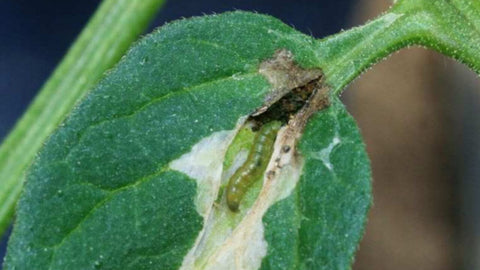 tuta absoluta tignola del pomodoro falena farfalla bruco larva insetto parassita lotta biologica agricoltura bio orto ortaggi giardino pomodori tomato