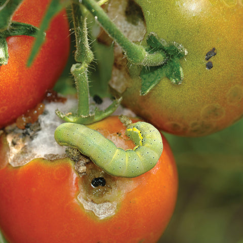 tuta absoluta falena del pomodoro tomato tignola del pomodoro pomodori parassiti insetti trappola a feromoni orto biologico giardino