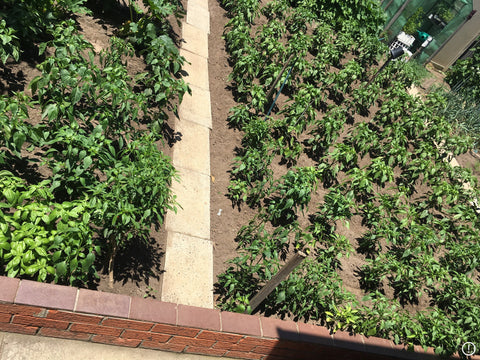 Basil Soldier - Home Grown Plants