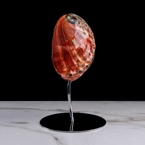 Feu De La Mer, "Haliotis Rufescens" shell on a stainless steel frame by Maritime Objects - Fp Art Online