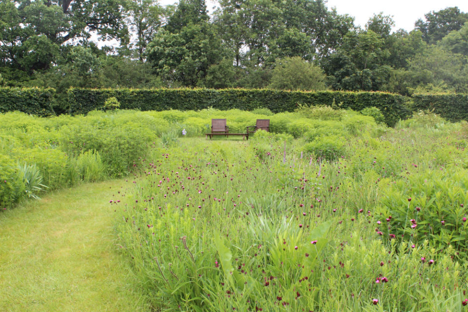 Wild garden with wooden benches and hedge