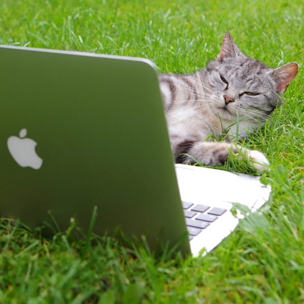 A-cat-looks-suspiciously-at-a-MacBook-Air-laying-in-the-grass