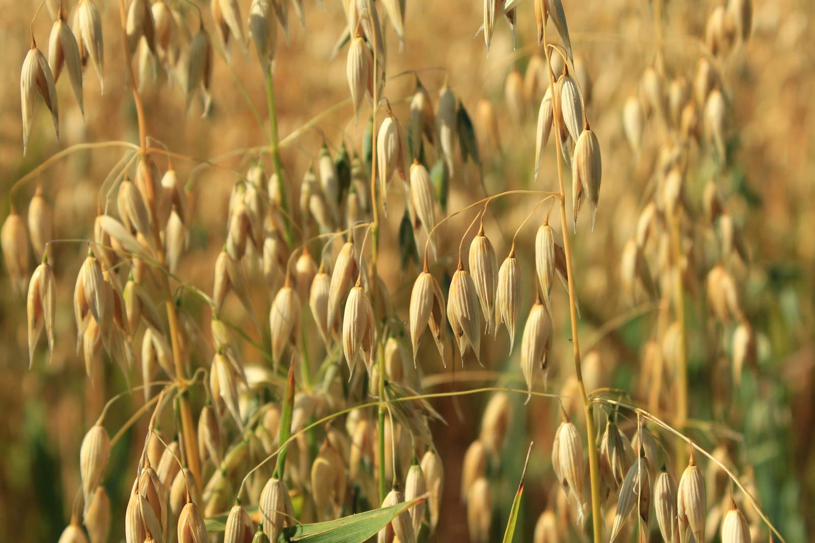 Avena sativa plant