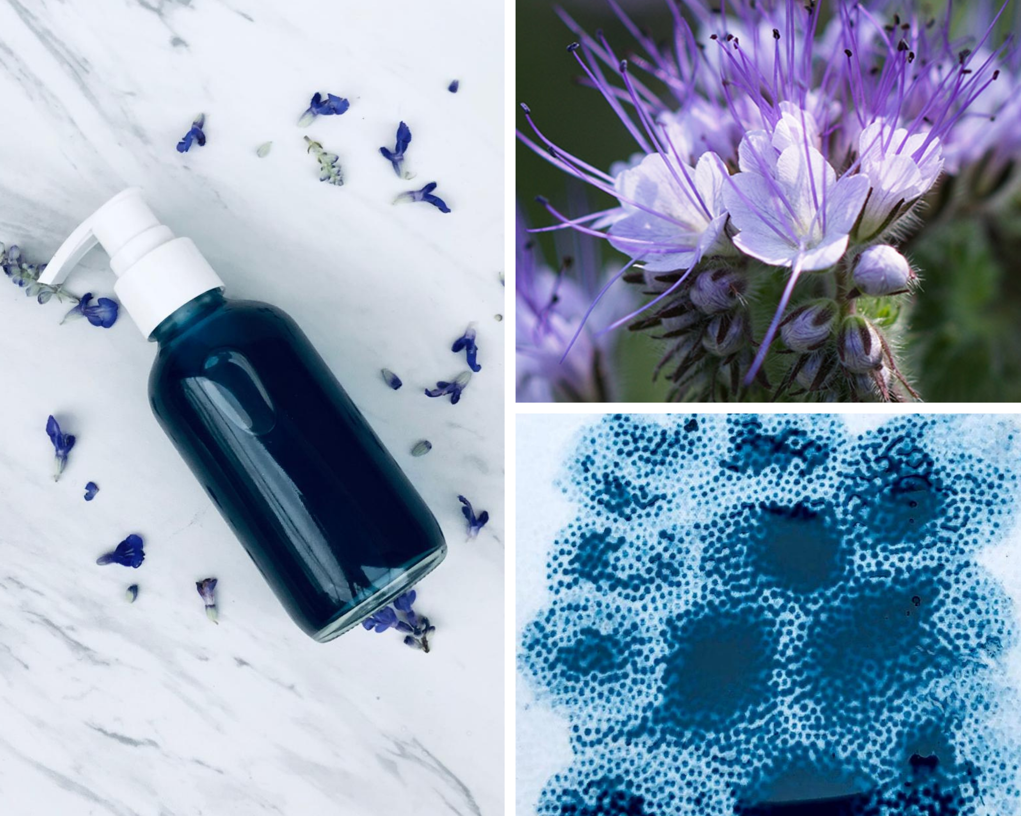 blue tansy oil and flower