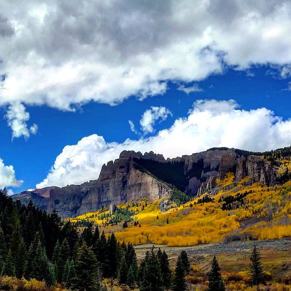Colorado Fall Foliage - #3 West Elk Wilderness