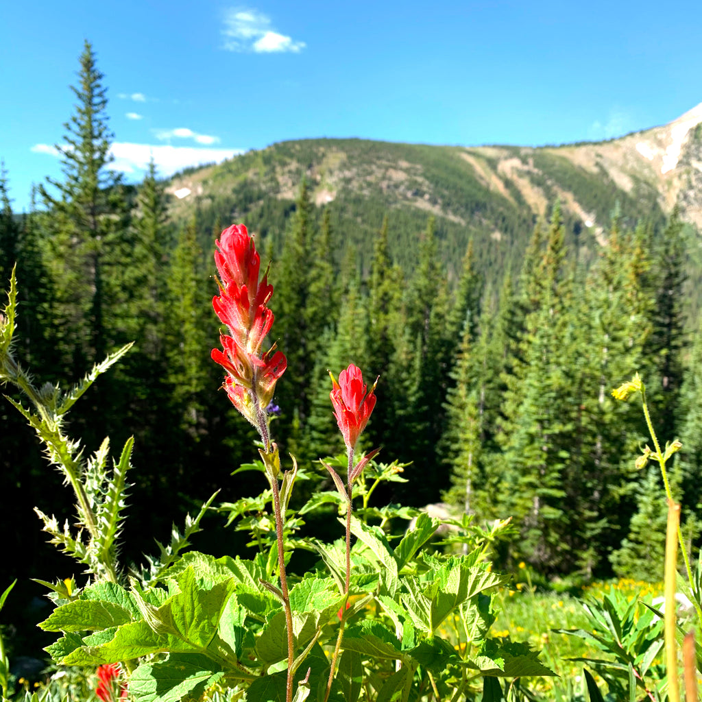 Indian paintbrush Wildflowers at Devil's Thumb Lake