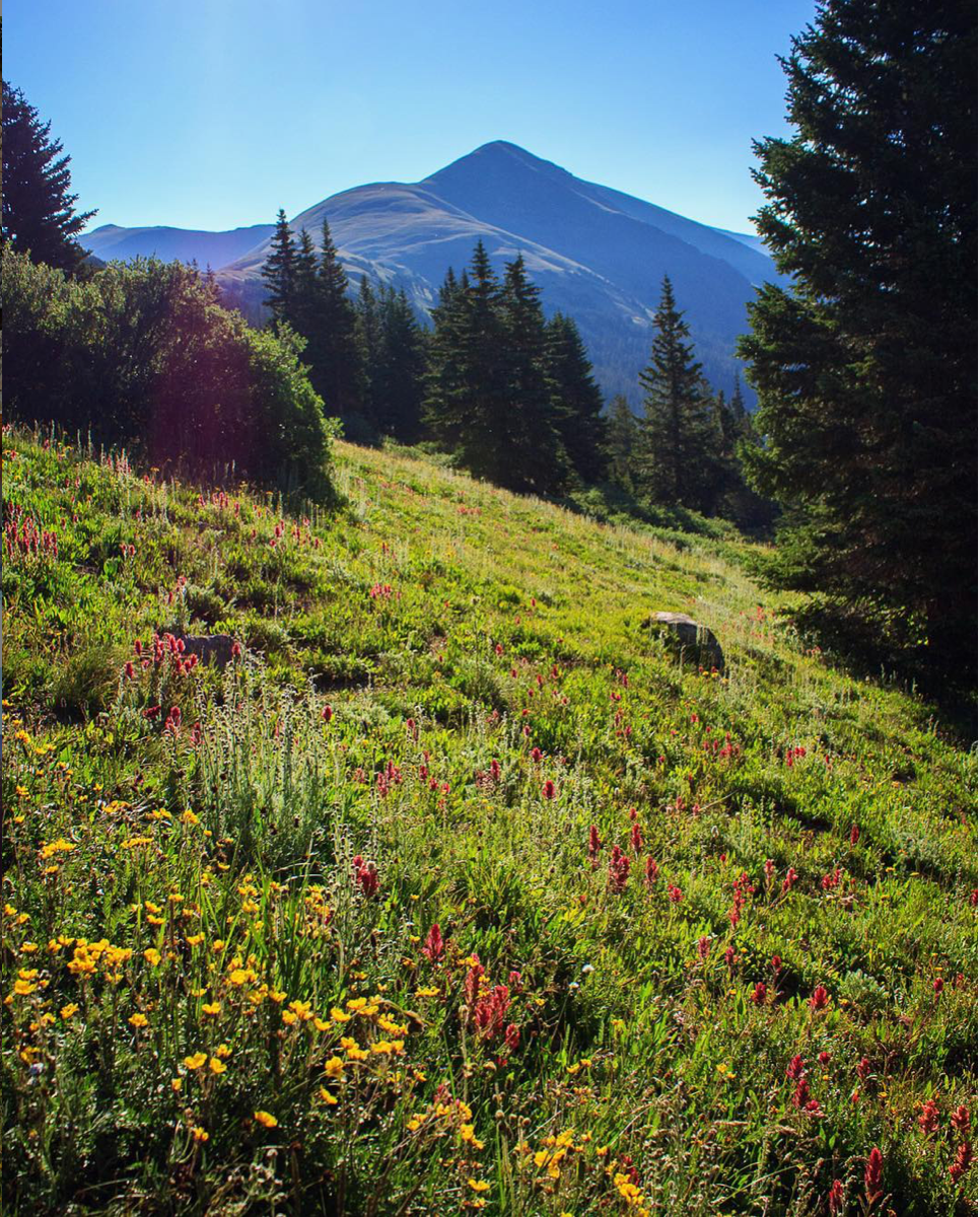 Herman Gulch Trail - Colorado Wildflower Hikes