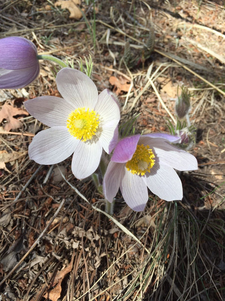 Wildflowers on Palmer Loop Trail