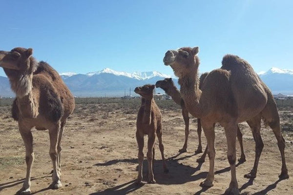 Camel Dairy Farm Yurt - Top 10 Colorado Yurts