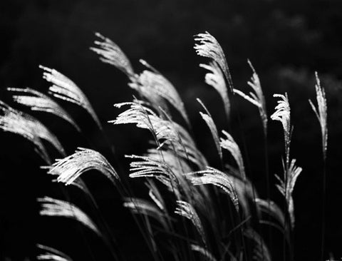 Tender breeze von Donata Wenders