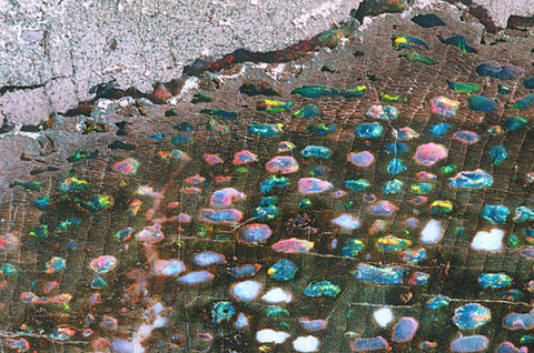 Opalized Wood