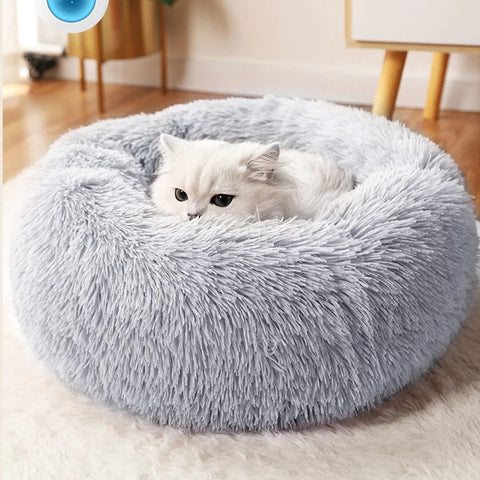 A pure white kitten peering out from inside a fluffy grey cat bed