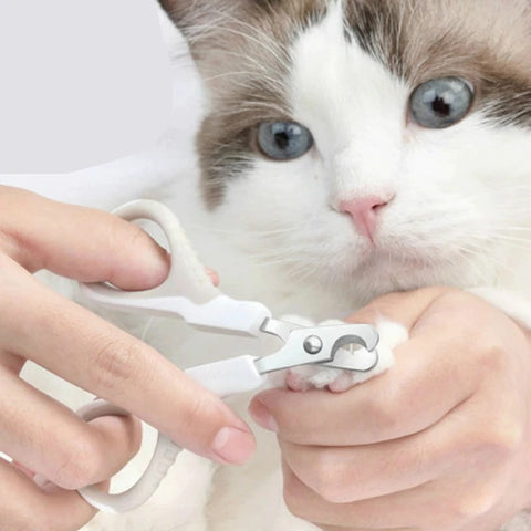 A ragdoll cat having its claws clipped with cat nail clippers.