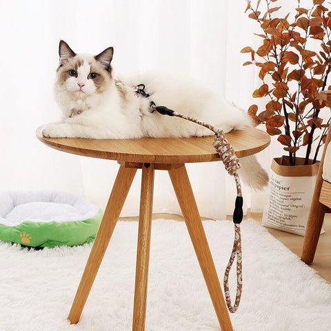 A ragdoll cat on a cat leash sitting on a wooden table.